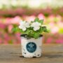 Impatiens – Beacon White – 4″ Pot